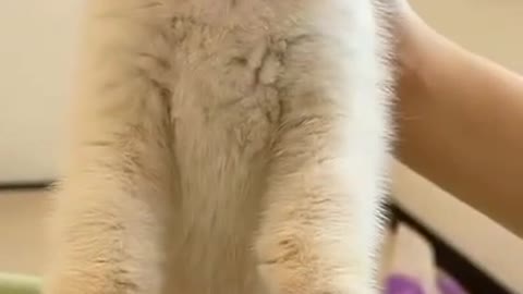 Funny cat videos | cute cat videos | cute animal | funny cat #shorts