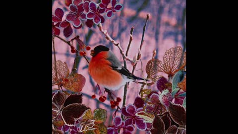 Songbird