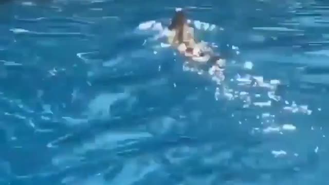 Iguana swiming