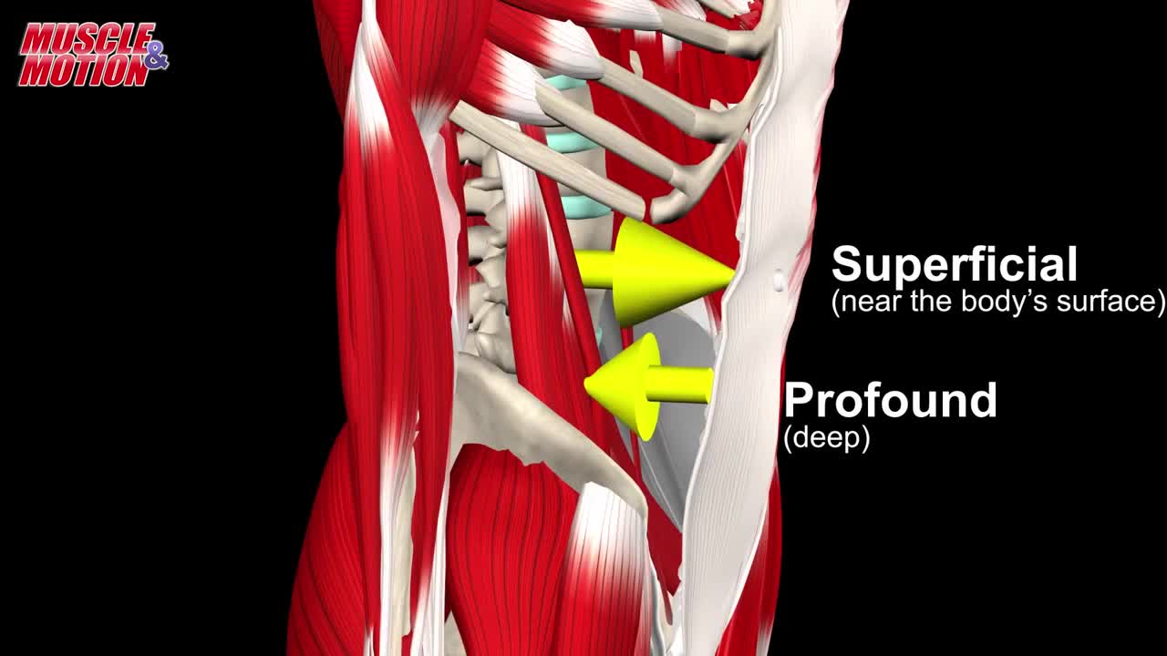 Anatomical Terminology - Directional Terms