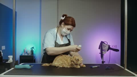 lia the cat doctor washing a cat