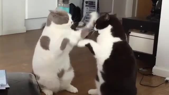 Two fighting cats