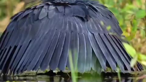 THIS IS A BLACK HERON