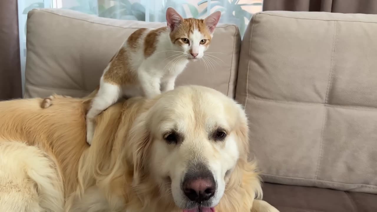 Friendly Labrador puppy wants to make friends with new kitty! Kitten is angry 💢Cute animal video