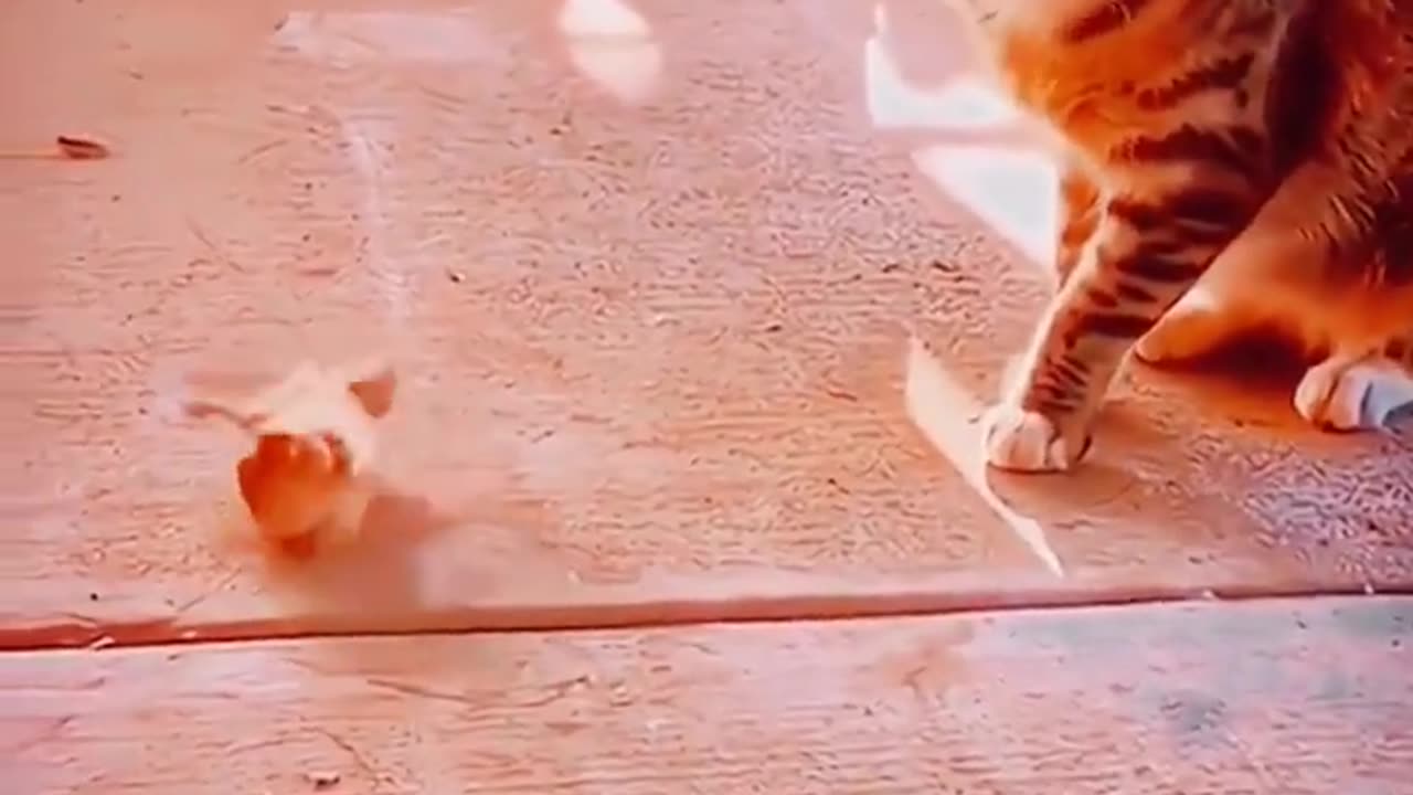 Cat and Rat Funny Compilation 🤣