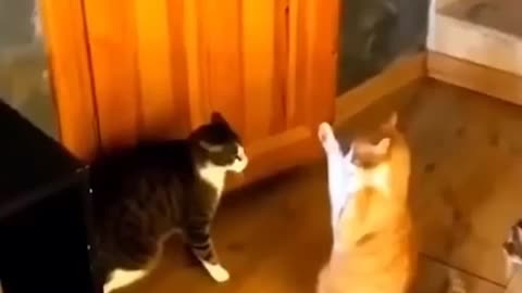 Funny animal video