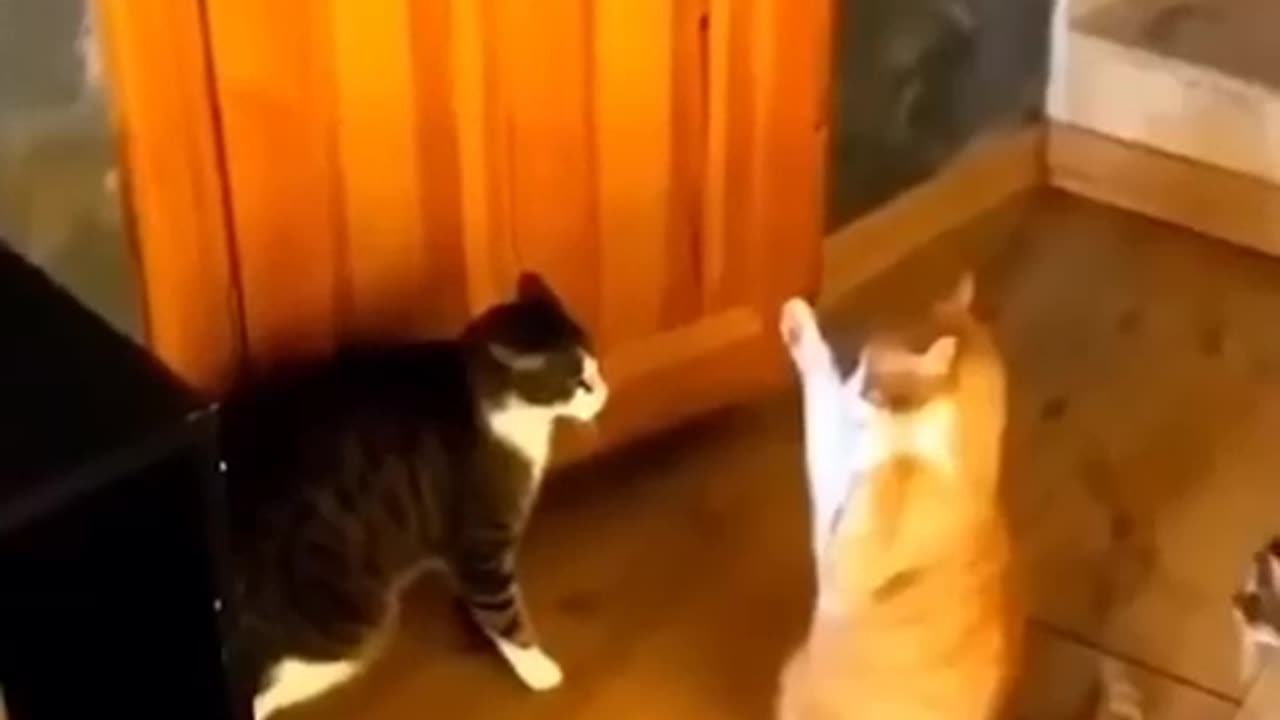 Funny animal video