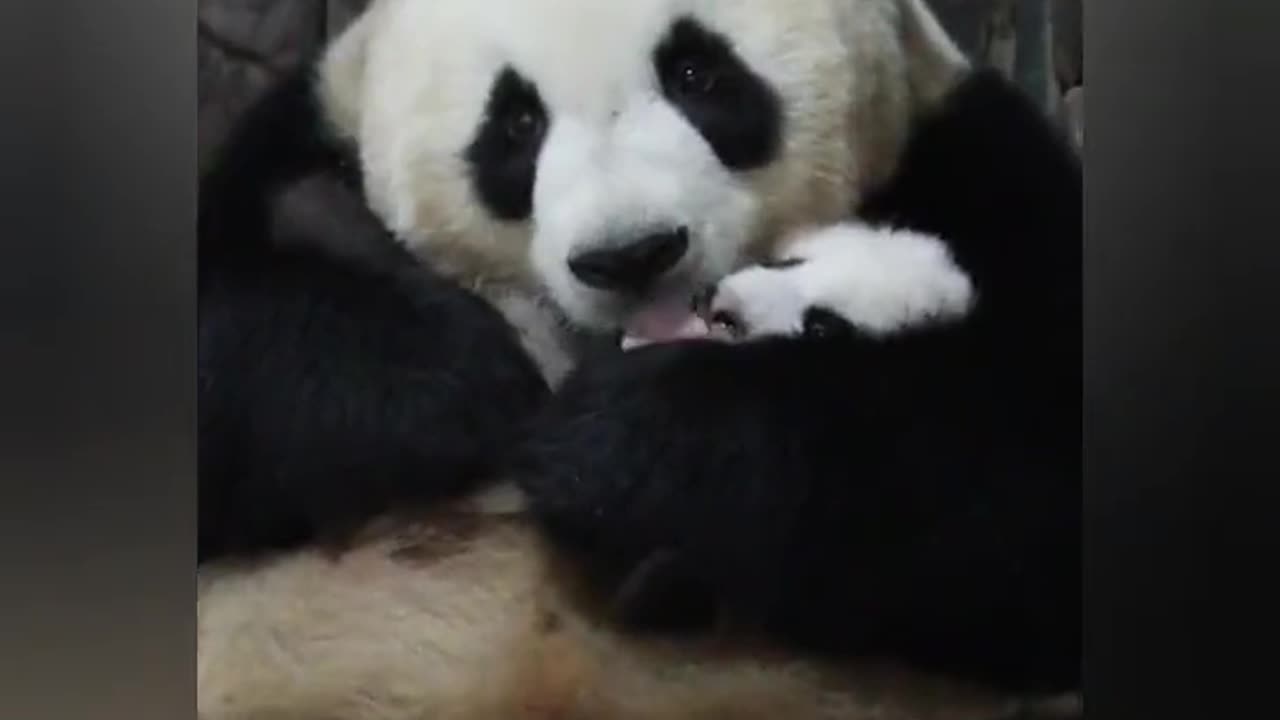 Baby panda and mom panda's affectionate reaction after treatment. 💓