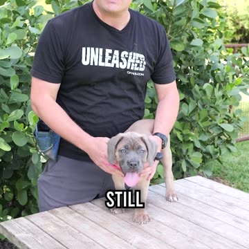 3 Things You Should Do When You Get a Puppy