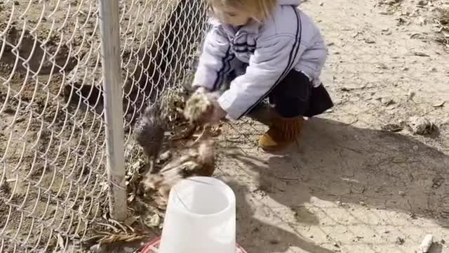 Crazy chicken lady in training