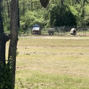I LOVE NATURE! Our First Honeybee Swarm of 2023!