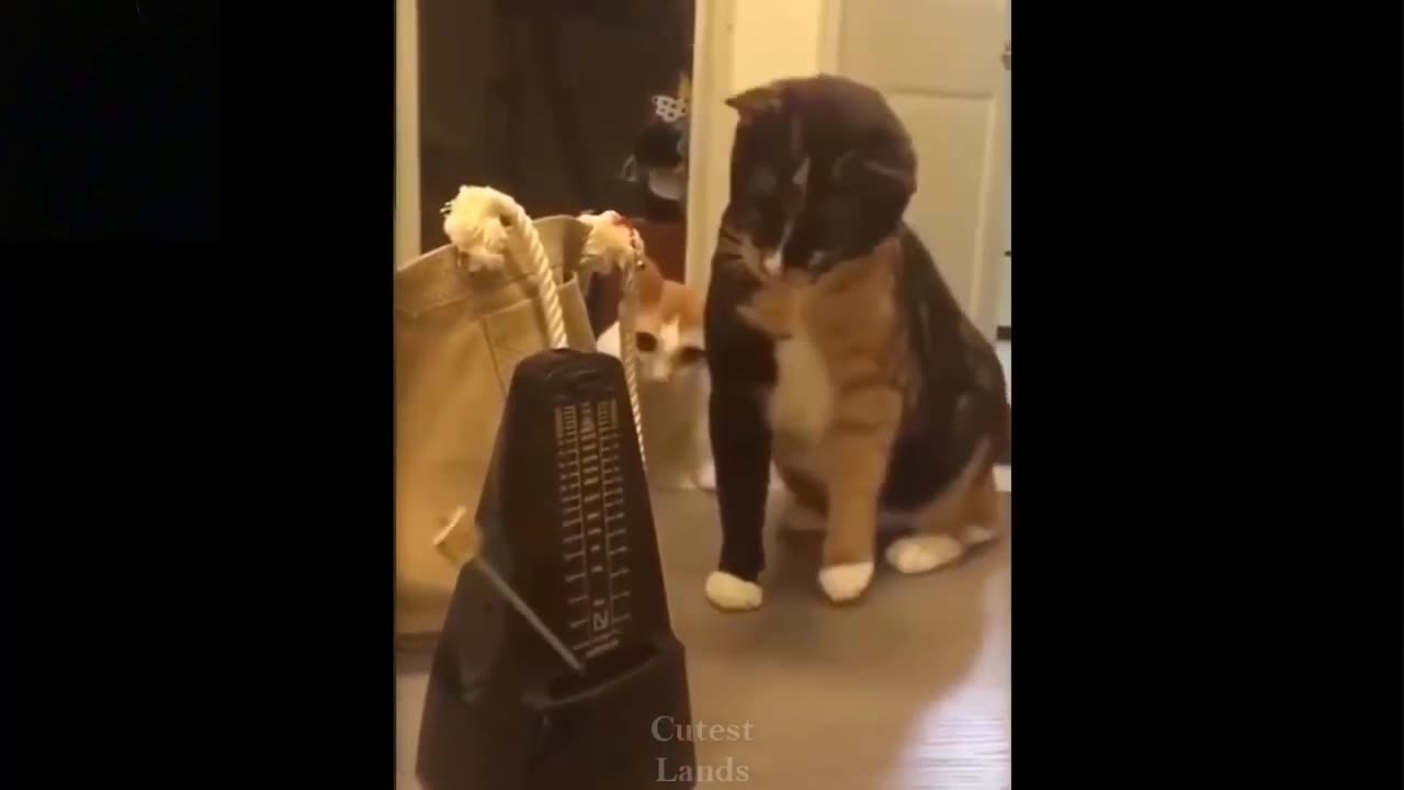 Funny Cats and Dogs