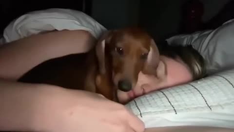 cute little dog is afraid to sleep alone