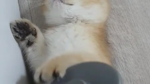 Baby cat sleep