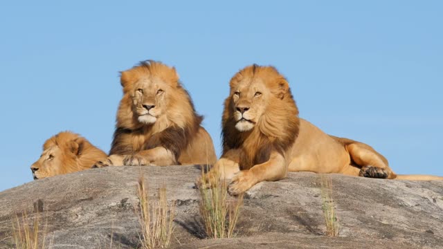 couple lion,lion family