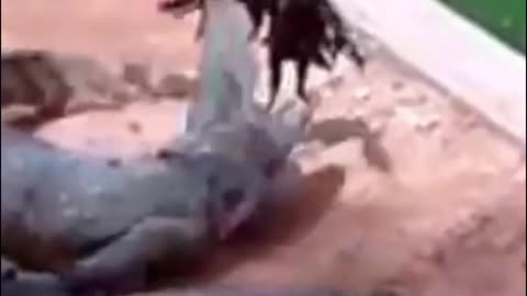In the end, it did not escape the crocodile