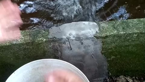 Peixes