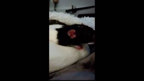 PET RAT Affection is good, however....