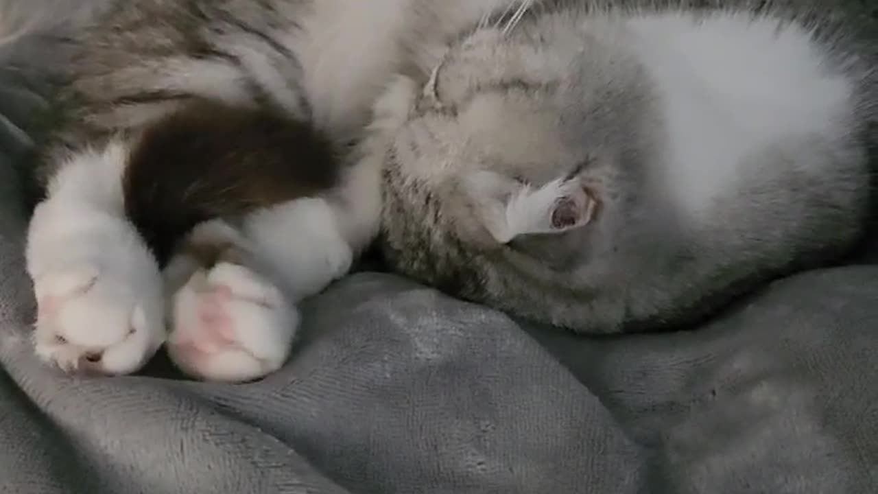 a cat that wiggling in its sleep