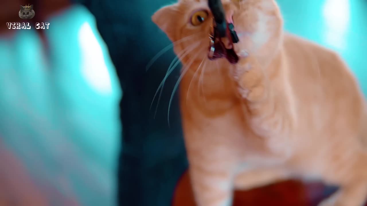Animal Footage Cats and Kittens Beautiful Scenes Episode 1 Viral Cat 1080p