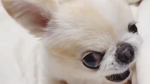 Angry and fun animals