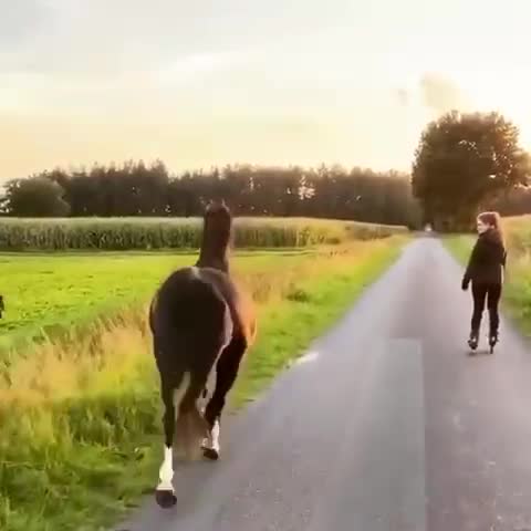 Viral videos funny girle and the horse