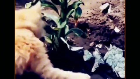 Cat 🐈 playing with butterfly 🦋