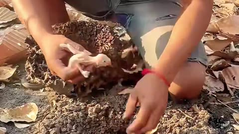 A man adopted lost baby parrots