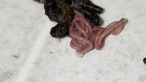 Parasite Pops Out of Dead Spider