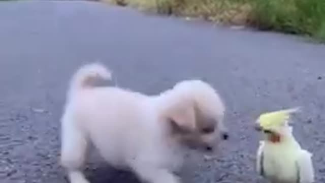 Tiki piti funny dog video