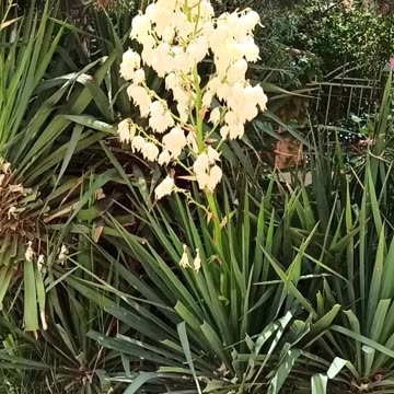 Blooming Yucca Gloriosa