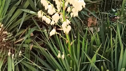 Blooming Yucca Gloriosa