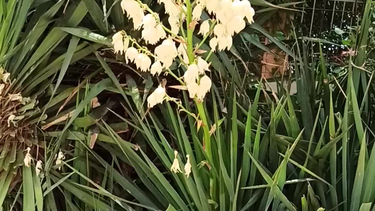 Blooming Yucca Gloriosa