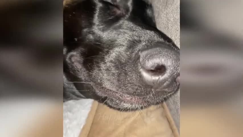 funny cat videos