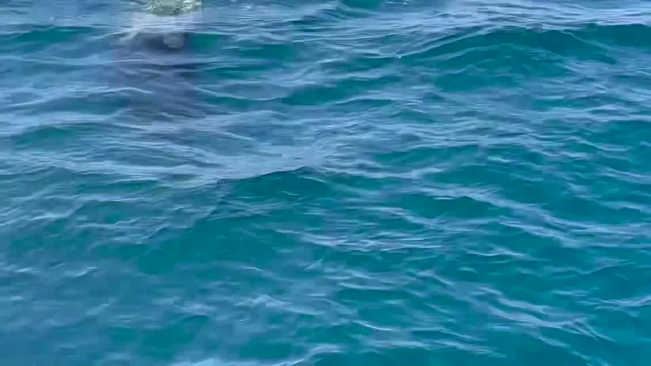 Orcas filmed nudging rudder of yacht in Ocean Race