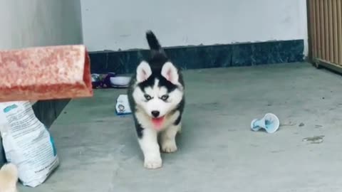 Huskies are adorable 🥰😍