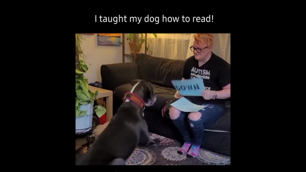 Dog Training : I taught my dog how to read