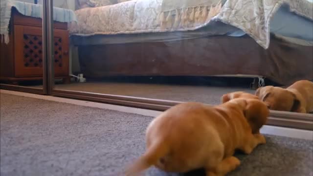 Funny Puppy playing with his own image
