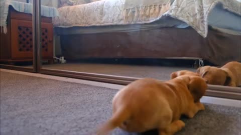 Funny Puppy playing with his own image