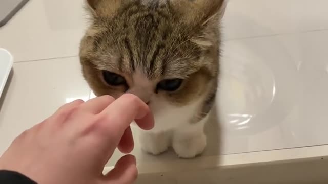 사랑하는 고양이