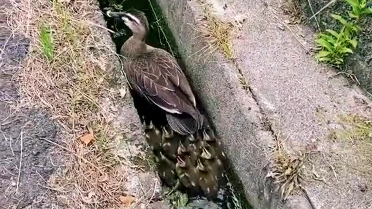 Animal - Duck amazing video