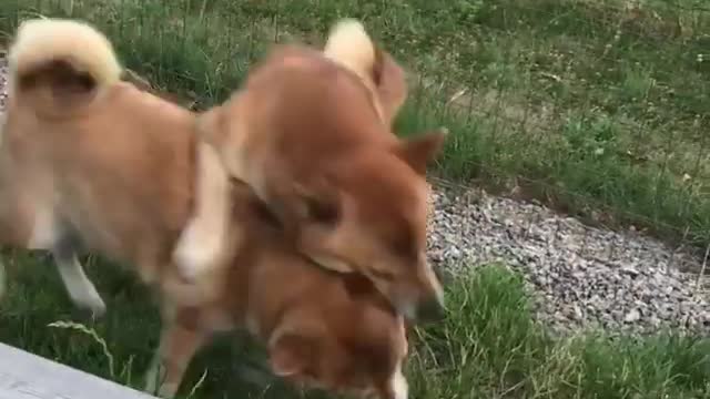 Two tigers are not allowed in one mountain. Who will win the race with two dogs
