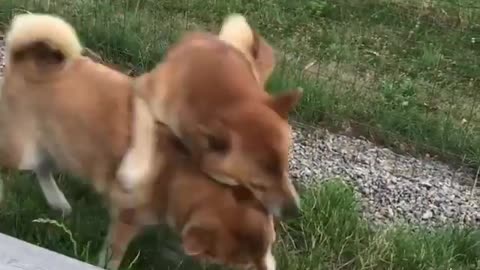 Two tigers are not allowed in one mountain. Who will win the race with two dogs