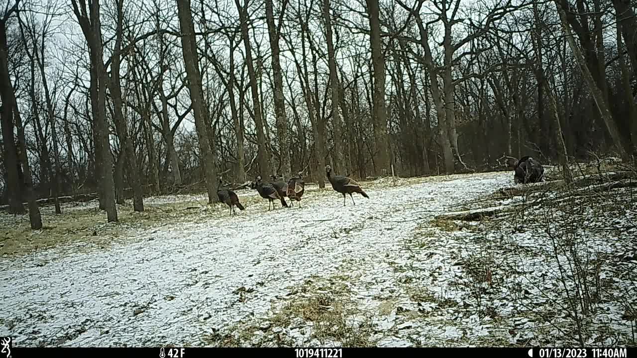 Turkeys fighting different trail cam