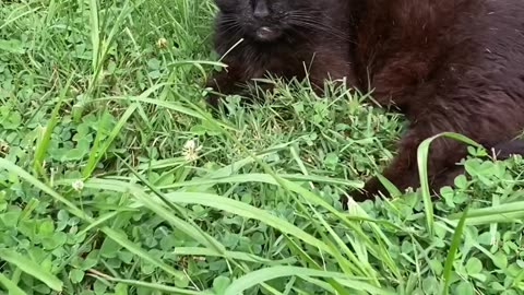 Cute Cat Video