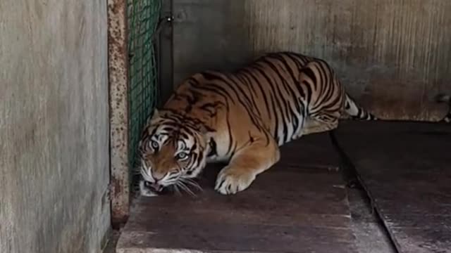 Largest Tiger in the World