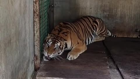 Largest Tiger in the World