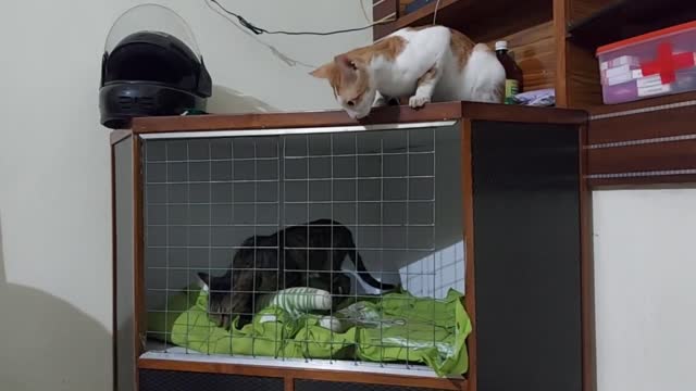 Cute and funny cats compilation