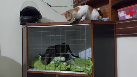 Cute and funny cats compilation