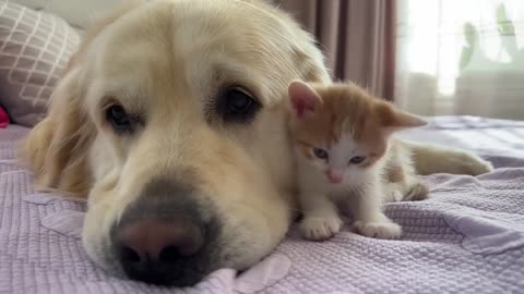 Tiny Kitten Demands Attention from Golden Retriever [Cuteness Overload]